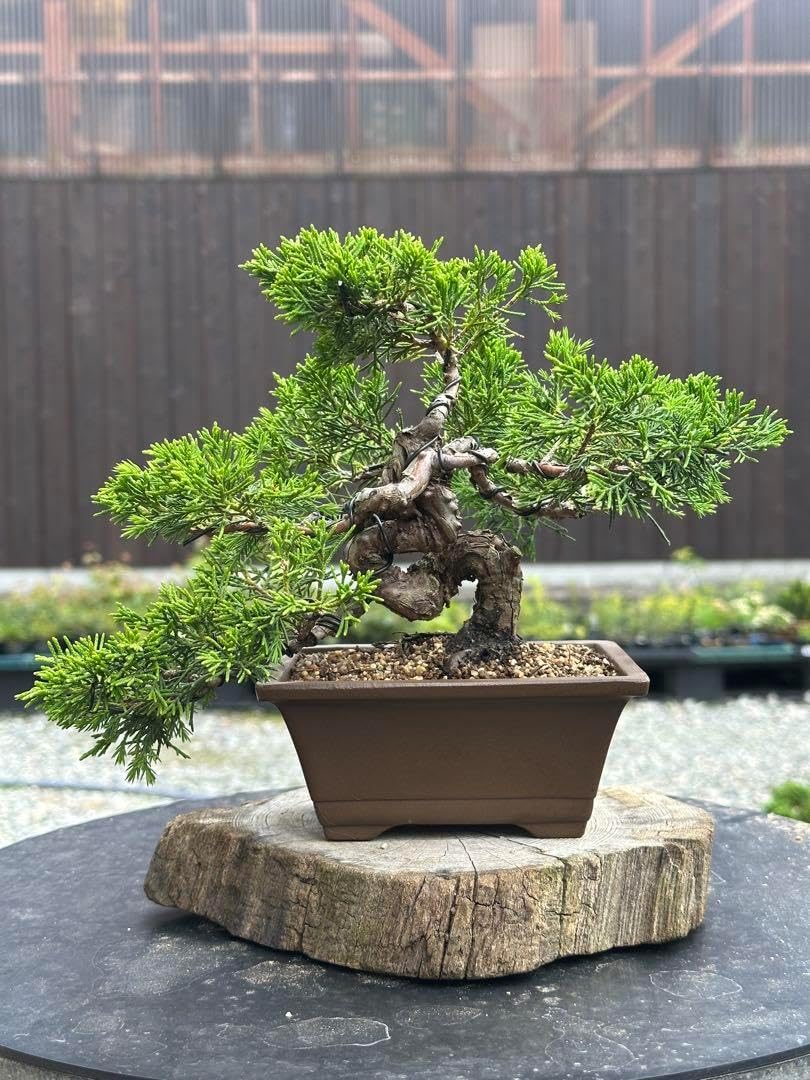 糸魚川真柏　4 糸魚川真柏 - WabiSabi.jp